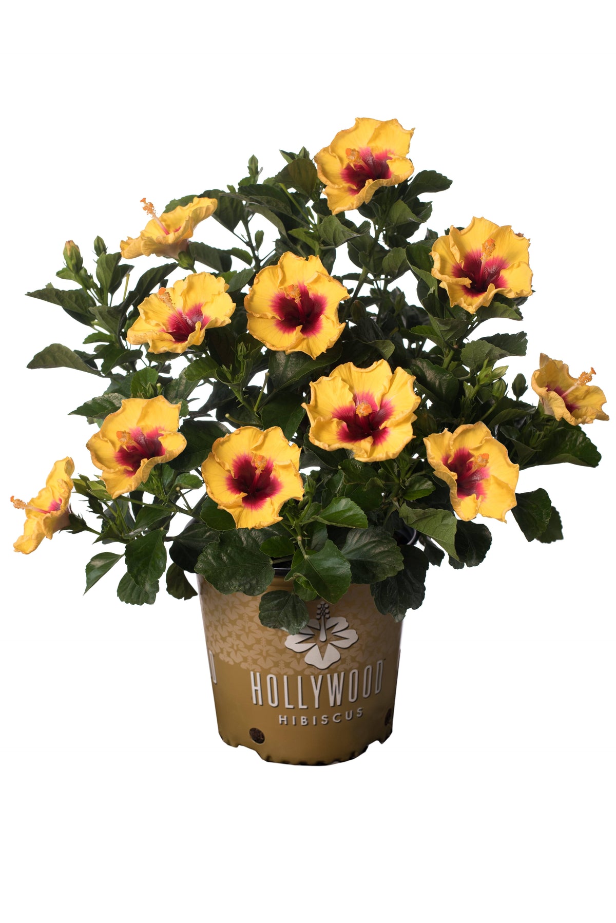 2 Gal Yellow and Red Tropical Hibiscus Rico Suave Annual Plant