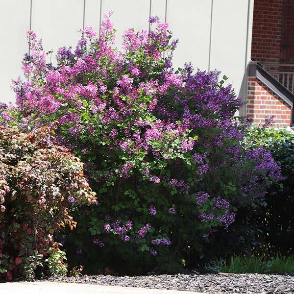 1-2 ft. - Miss Kim Lilac Shrub/Bush - A Rare and Hardy Plant That Extends The Lilac Season, Outdoor Plant