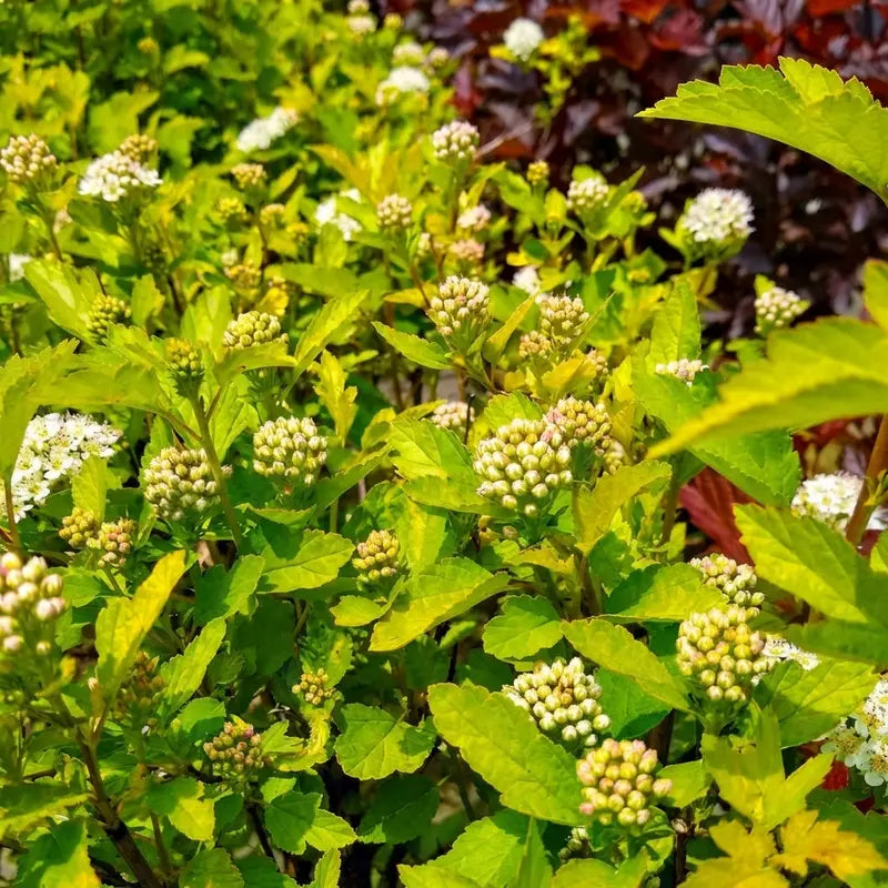 Ninebark Shrub – Deciduous, Textural, Low-Maintenance Landscape Accent
