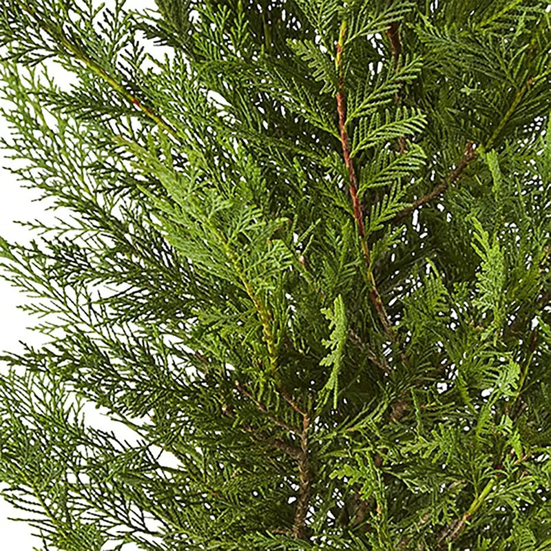 Leyland Cypress Live Shrub (2.25 Gallon)