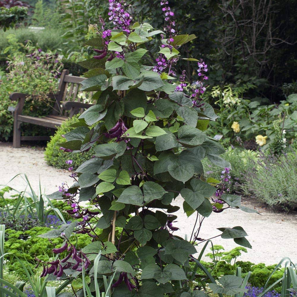 Outsidepride Hyacinth Bean - 100 Seeds
