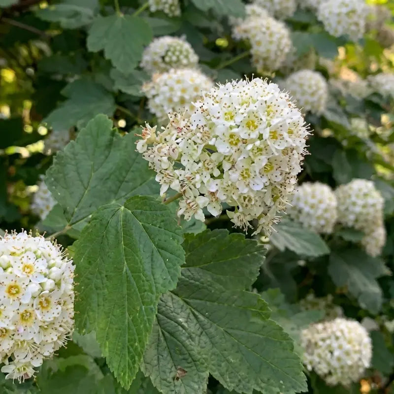 Ninebark Shrub – Deciduous, Textural, Low-Maintenance Landscape Accent