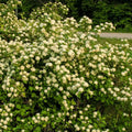 Ninebark Shrub – Deciduous, Textural, Low-Maintenance Landscape Accent
