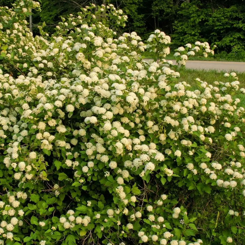 Ninebark Shrub – Deciduous, Textural, Low-Maintenance Landscape Accent