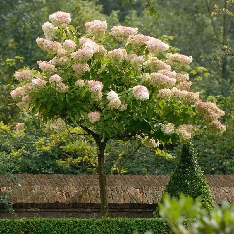Hydrangea 'Pee Gee'