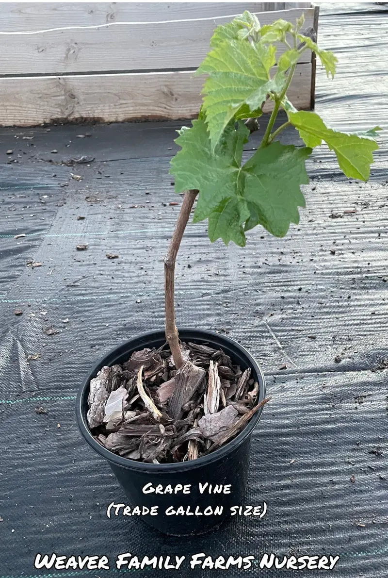 Grape Vine 'Seedless Concord'