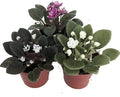 Miniature African Violet – 3 Plants/2″ Pot – Great for Terrariums