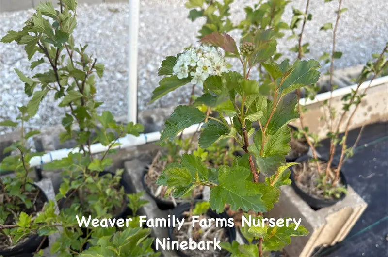 Ninebark Shrub – Deciduous, Textural, Low-Maintenance Landscape Accent