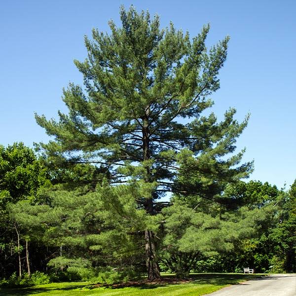 1-2 ft. - Eastern White Pine Tree - A Low-Maintenance Evergreen with A Towering Presence | Brighter Blooms