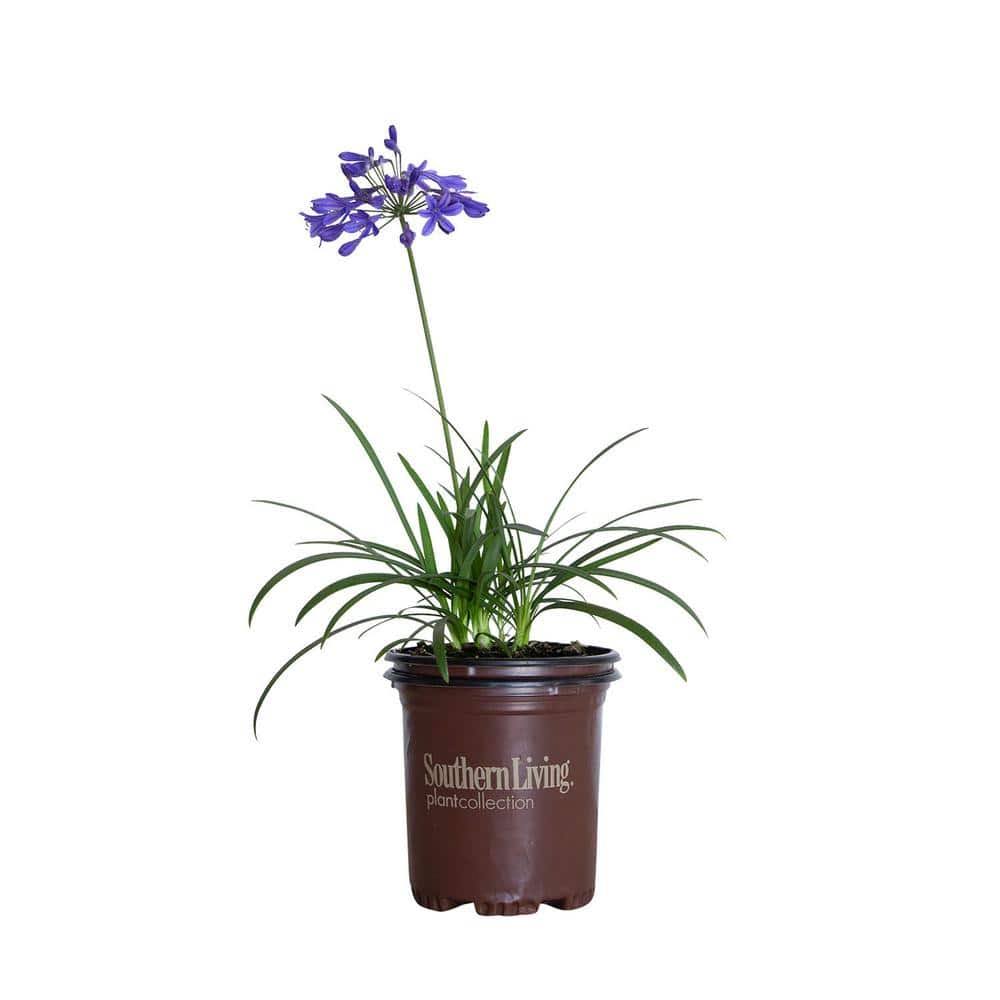 2.5 Qt. Little Blue Fountain Agapanthus with Deep Blue Flowers, Live Perennial Plant
